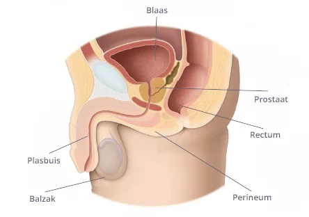 talán a prostatitis beteg spin miatt