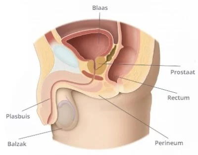 Blaas functie is het opslaan van urine, de plasbuis loopt van blaas door prostaat en penis naar het plasgat