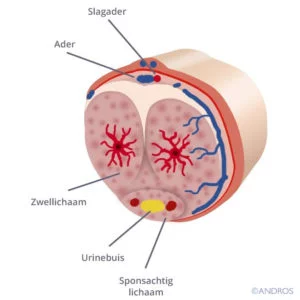 Dwarsdoorsnede van een penis toon 1 sponsachtig lichaam, een plasbuis, 2 zwellichamen, slagader en aderen