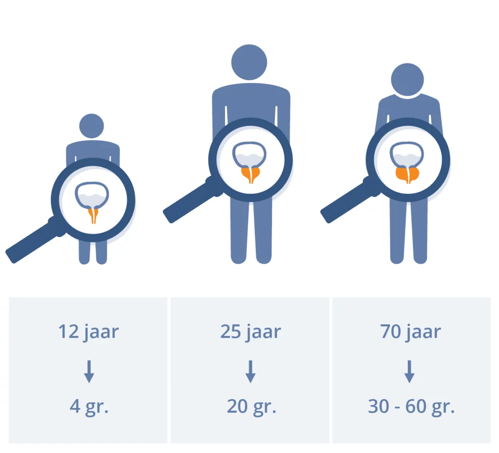 Hoe groot is prostaat? Dat is afhankelijk van leeftijd: ongeveer 4 gram met 12 jaar, 20 gram met 25 jaar en 30 tot 60 gram bij 70 jaar